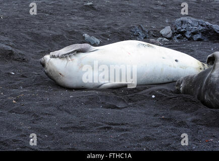 Un jeune éléphant de mer du sud (Mirounga leonina) sur le sable volcanique noir de l'Île Saunders a un bon début. Banque D'Images