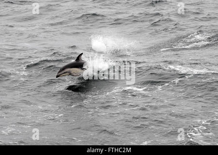 Les Dauphins (Lagenorhynchus obscurus) sautant de la mer. Passage de Drake, Sud de l'océan Atlantique. Banque D'Images