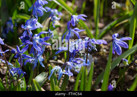 Un signe de la fleurs rayé bleu fleurs de printemps, Scilla sibirica squill de Sibérie Banque D'Images