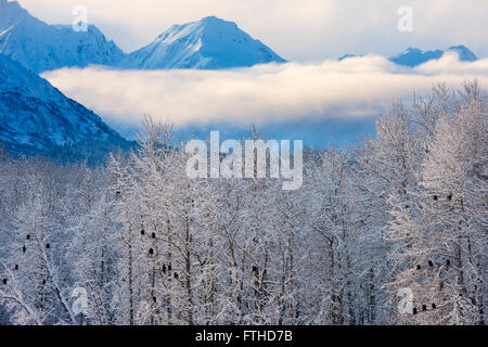 Les pygargues à tête blanche dans la forêt couverte de neige, randonnée dans la distance, Haines, Alaska, USA Banque D'Images