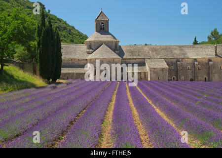 Abbaye de Sénanque est une abbaye cistercienne près du village de Gordes dans le département du Vaucluse en Provence, France. Banque D'Images