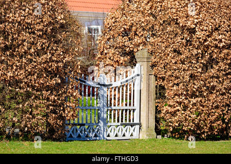 Blanc fermé porte de jardin avec des haies de hêtre de chaque côté. Les feuilles sont marron. Banque D'Images