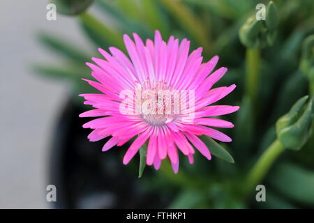 Plan Macro sur Cephalophyllum ou appelé Lido Big Pink pleine floraison fleurs Banque D'Images