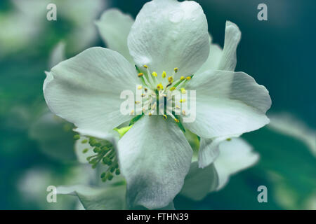 Fleurs de jasmin blanc sur une macro de Bush Banque D'Images