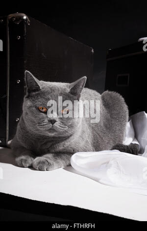 British cat lying on floor près de la valise Banque D'Images