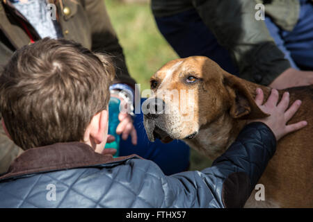 Un jeune garçon de caresser un Fox Hound. Les enfants sont encouragés à jouer avec ces chiens pour montrer la douce nature de la meute. Banque D'Images