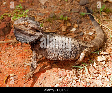 Lézard dragon barbu d'Australie, Pogona barbata avec barbe épineuse gris et le corps étendu en danger posent sur sol rouge dans le jardin Banque D'Images