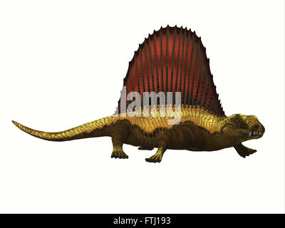 Dimetrodon était un mammifère-comme sailback reptile qui vivait dans la période permienne de l'Amérique du Nord et en Europe. Banque D'Images