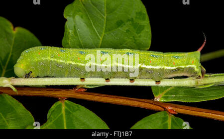 Tacheté vert vif caterpillar, larve de papillon de Acosmeryx anceus hawk australiens se nourrissant de tige de feuilles vert émeraude sur fond noir Banque D'Images
