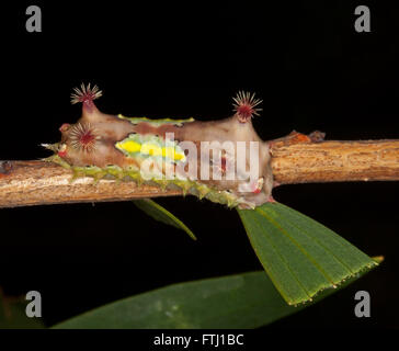 Tasse de Caterpillar inhabituelle colorés d'amphibien, Doratifera vulnerans avec épines rouge sur rouge, vert, jaune sur fond sombre sur des feuilles dans le jardin Aust Banque D'Images