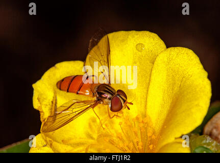 Superbe macro image of black-banded hover fly Episyrphus espèces avec des yeux énormes, sur fleur jaune vif sur fond sombre Banque D'Images