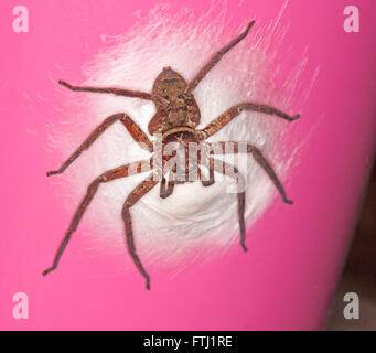 Close up de grande femelle araignée huntsman australienne avec de longues jambes couvrant sac blanc sur fond rose du pot Banque D'Images