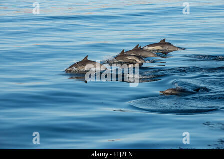 Long-Beaked Dauphin commun Delphinus capensis dans l'eau très calme Banque D'Images