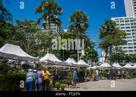 Marché de plantes au Largo do Campo Grande, place centrale, également connu sous le nom de la Praça 2 de Julho, Salvador, Bahia, Brésil Banque D'Images