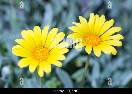 Gazania rigens "talent" - Fleur de trésor Banque D'Images