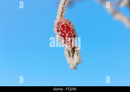 Fruits rouges couvertes de neige, Alaska, USA Banque D'Images