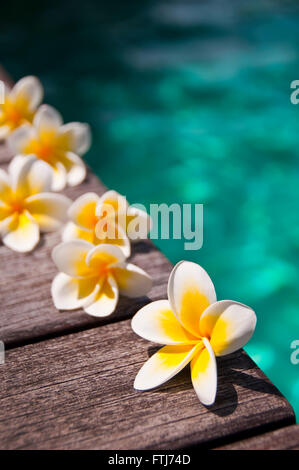 Plumeria flowers sur plancher en bois, fond de l'eau bleue Banque D'Images