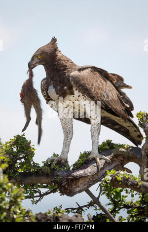 (Polemaetus bellicosus Martial Eagle, Hieraaetus bellicosus) manger bagué mangouste. Le Masai Mara, Kenya Banque D'Images