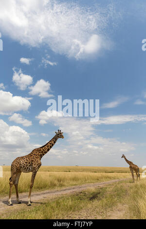 Girafe (Giraffa camelopardalis). Deux personnes debout sur un chemin de terre. Le Masai Mara, Kenya Banque D'Images