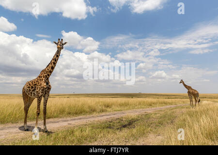 Girafe (Giraffa camelopardalis). Deux personnes debout sur un chemin de terre. Le Masai Mara, Kenya Banque D'Images