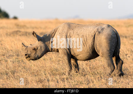 Le Rhinocéros noir (Diceros bicornis) debout dans la savane. Sweetwaters Game Reserve, Kenya Banque D'Images