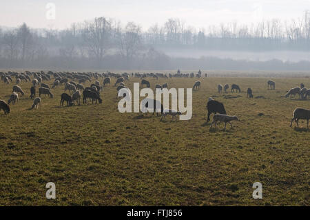 Le pâturage des moutons sur un champ brumeux Banque D'Images