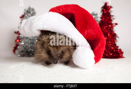 Hérisson d'Europe Erinaceus europaeus, dans Studio, wearing Santa hat Banque D'Images