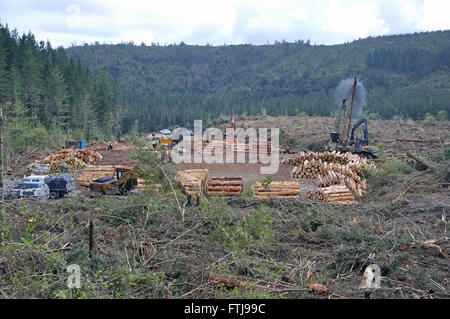 Journal d'un transporteur routier drags Pinus radiata sur l'atterrissage à un joli site de fraisage dans la forêt exotique sur la côte ouest, Nouvelle-Zélande Banque D'Images