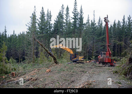 Greymouth, Nouvelle-Zélande, le 23 octobre 2015 : un transporteur de câble traîne Pinus radiata fraîchement coupé se connecte sur l'atterrissage dans la forêt exotique Banque D'Images