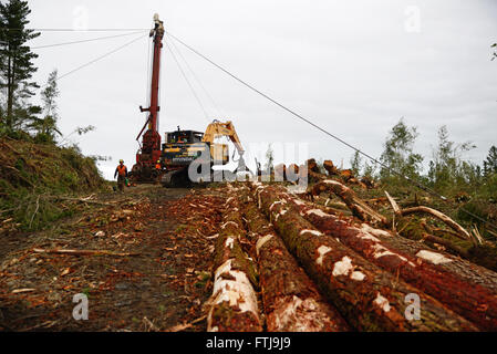 Greymouth, Nouvelle-Zélande, le 23 octobre 2015 : un transporteur de câble traîne Pinus radiata fraîchement coupé se connecte sur l'atterrissage dans la forêt exotique Banque D'Images