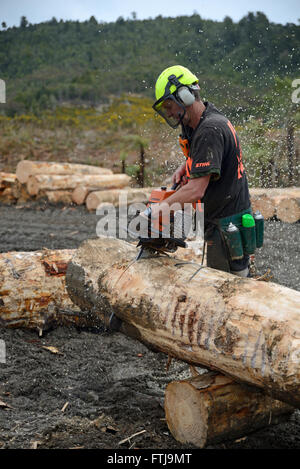 Greymouth, Nouvelle-Zélande, le 23 octobre 2015 : un travailleur du bois permet de Pinus radiata log à la taille à un site de fraisage dans la forêt exotique Banque D'Images