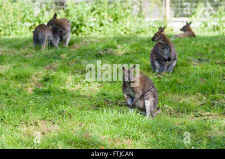 Cinq red-necked wallaby de Bennett ou wallabies on Green grass Banque D'Images