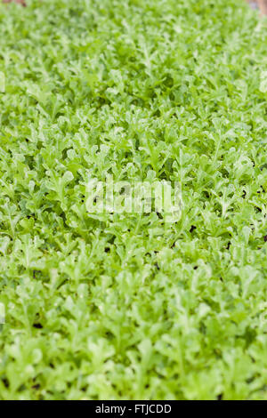 Jeune chêne vert en ferme biologique, stock photo Banque D'Images