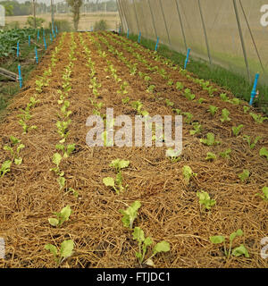 Laitues biologiques dans des plantes de serre cultivées pakchoi Banque D'Images