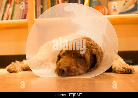 Ennui malheureux de chien avec collier de protection après la chirurgie Banque D'Images