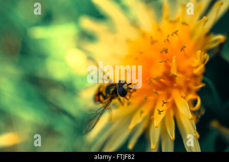 Hover fly polliniser une fleur de pissenlit dans l'été Banque D'Images