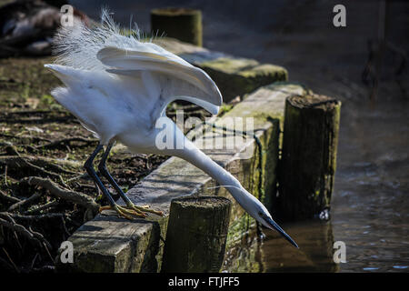 Une Aigrette garzette chasse pour se nourrir sur un lac à Newquay. Banque D'Images