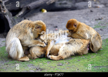 Les singes de Barbarie (Macaca silvana) Banque D'Images