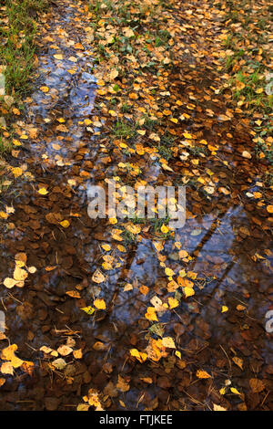 Automne feuilles jaune tombé dans une flaque Banque D'Images