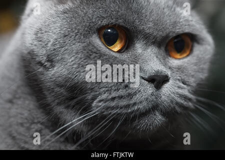 Museau de chat britannique gris close up Banque D'Images