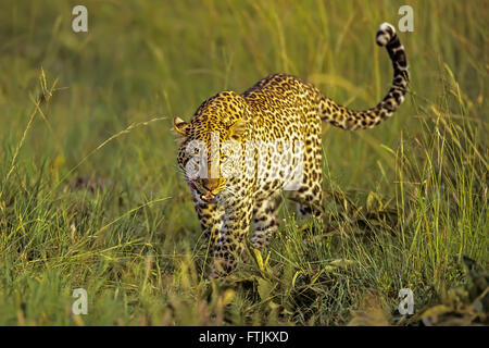 Leopard léché ses Chops Banque D'Images