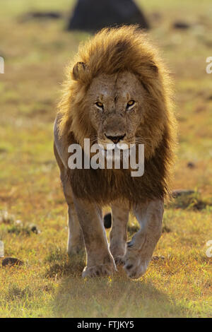 L'African Lion marchant dans l'appareil photo Banque D'Images