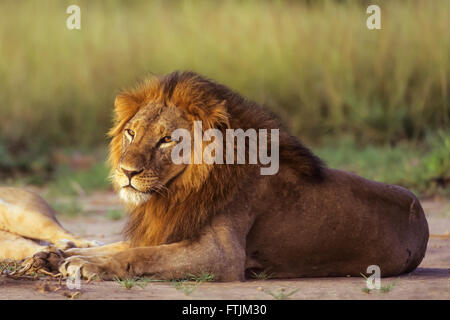 African Lion reposant au lever du soleil Banque D'Images