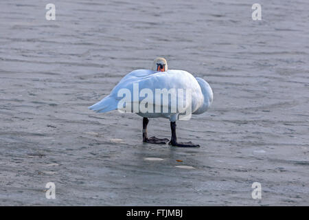Lonely Swan sur la glace Banque D'Images
