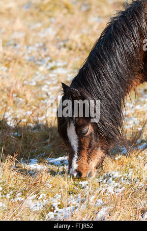 Powys, Pays de Galles, Royaume-Uni. 29 mars 2016. Welsh poneys broutent sur le haut de la lande de Mynydd Epynt en gamme Powys après une légère chute de neige la nuit dernière. Credit : Graham M. Lawrence/Alamy Live News. Banque D'Images