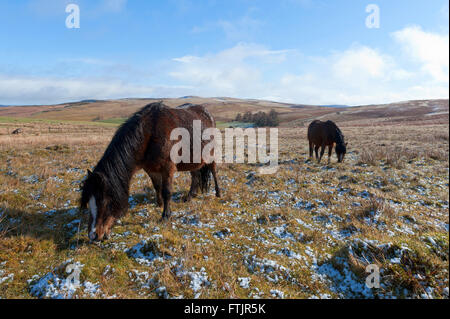 Powys, Pays de Galles, Royaume-Uni. 29 mars 2016. Welsh poneys broutent sur le haut de la lande de Mynydd Epynt en gamme Powys après une légère chute de neige la nuit dernière. Credit : Graham M. Lawrence/Alamy Live News. Banque D'Images