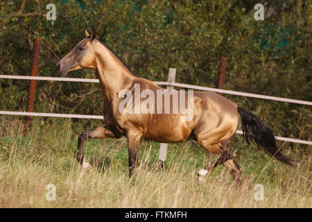 Akhal-Teke. Buckskin stallion trottant sur un pâturage. Allemagne Banque D'Images