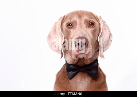 Braque de Weimar. Portrait de l'homme vêtu de noir bowtie. Studio photo sur un fond blanc. Allemagne Banque D'Images