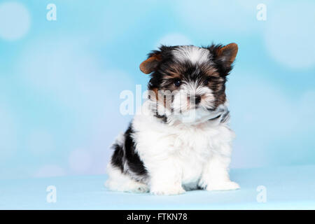 Biewer Terrier. Puppy (8 semaines). Studio photo sur un fond bleu. Allemagne Banque D'Images