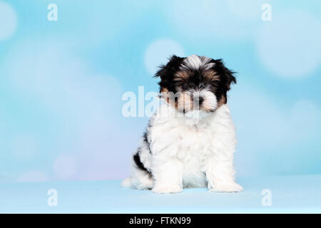Biewer Terrier. Puppy (8 semaines). Studio photo sur un fond bleu. Allemagne Banque D'Images